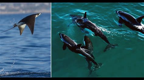 Killer Whale Vs Dolphin