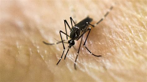 Mosquitoes Carrying Potentially Deadly Eee Virus Now Found In Two New