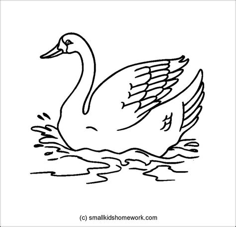 Swan Outline And Coloring Picture With Facts
