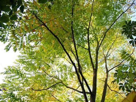 Lovely and fresh coffee in the heart of north halsted. 17 best images about Trees for autumn colour on Pinterest ...
