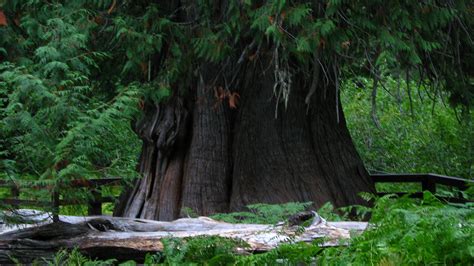 This Giant Cedar Tree In Idaho Is Older Than Most Countries
