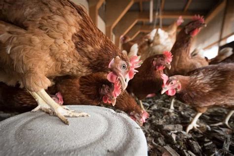 How To Start Poultry Farming From Scratch A Detailed Guide For Beginners