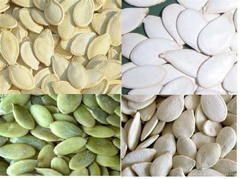 Check spelling or type a new query. Pumpkin Seed - Cucurbita moschata Duch