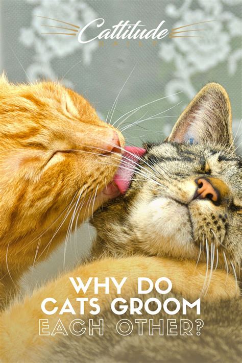 Why Do Cats Groom Each Other In Cat Grooming Cats And Kittens Cat Behavior