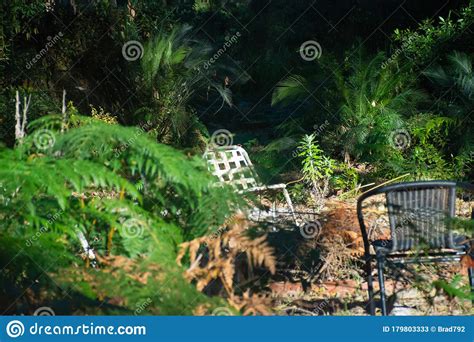 Two Chairs Sitting In Amongst A Thick Garden Stock Image Image Of