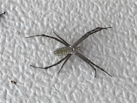 Unidentified Spider In Anamoose North Dakota United States