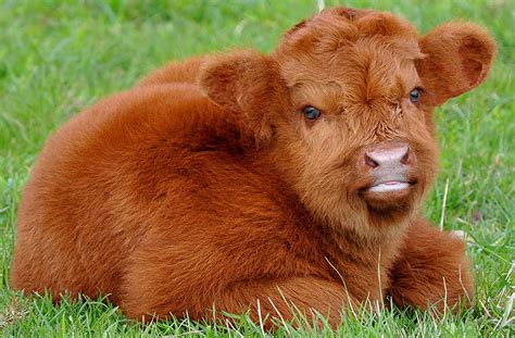 Información sobre razas de vacas peludas esponjosas peludas y peludas