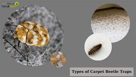 Discover The Best Carpet Beetle Traps For A Cleaner Home