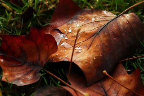 Wallpaper 2048x1365 Px Autumn Bokeh Dew Drops Leaf Leave Macro