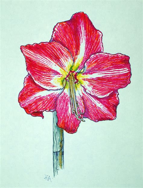 Amaryllis Flower Drawing