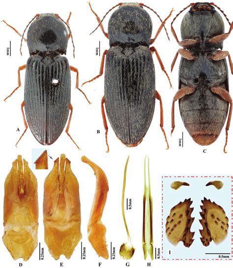 Phorocardius Yunnanensis Ruan And Douglas Sp Nov A Holotype Male