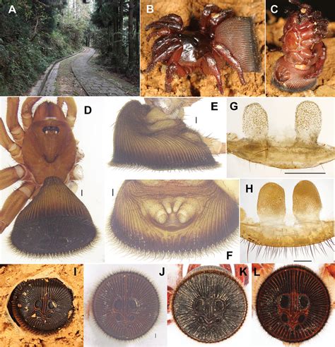 Trapdoor Spiders Of The Genus Cyclocosmia Ausserer 1871 From China And