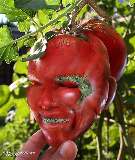 Wts ∙ Funky Tomato Funny Fruit Funny Vegetables Weird Plants