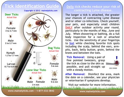 Lyme Disease Prevention Begins With Proper Tick