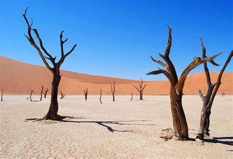 107 923 просмотра • 25 мар. 14 Desert Biome Facts - Animals, Plants, Temperature ...