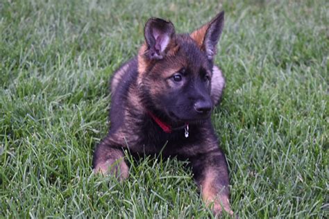 Akc Champion Bloodline Sable German Shepherd Puppies