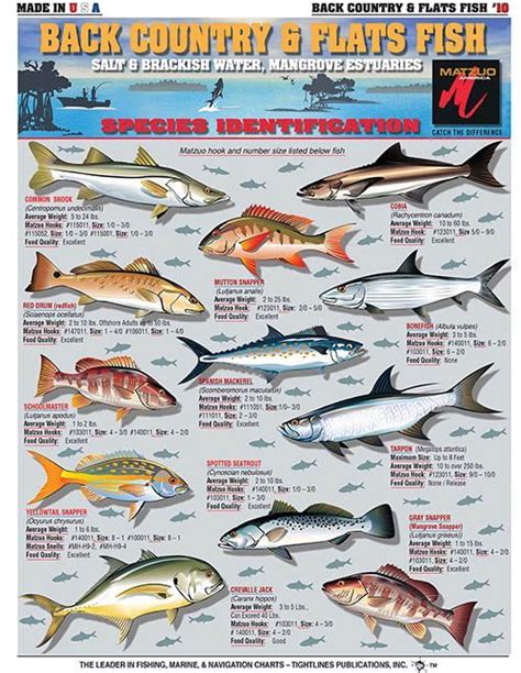 Saltwater Fishing Charts And Saltwater Fish Identification Charts And