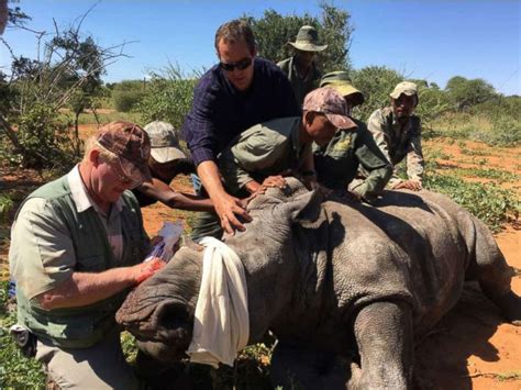 Nonprofit Works With Veterinarians And Farmers To Protect Rhinos From