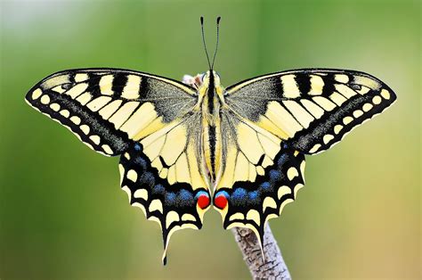 Swallowtail Papilio Machaon Swallowtail Colorful Butterflies