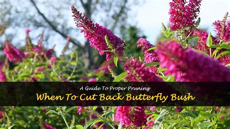 When To Cut Back Butterfly Bush A Guide To Proper Pruning ShunCy
