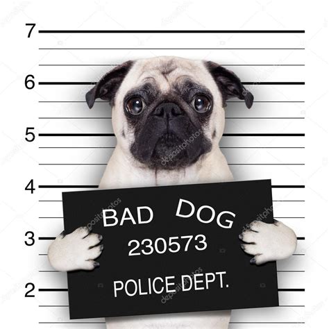 Mugshot Dog — Stock Photo © Damedeeso 51913321