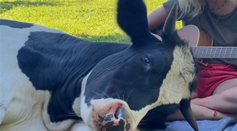 Rescued Bull Cuddles And Falls Asleep While Caretaker Serenades Him