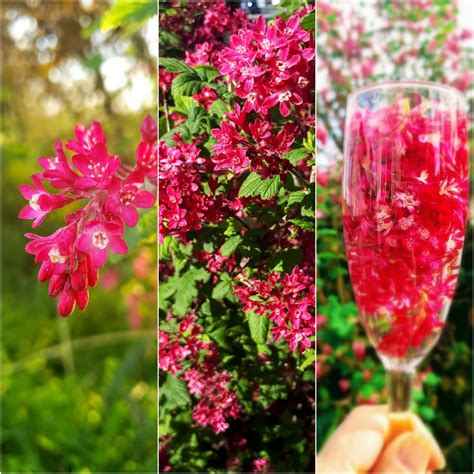 Drinking In Spring Blossoms Red Flowering Currant Elixir Gather