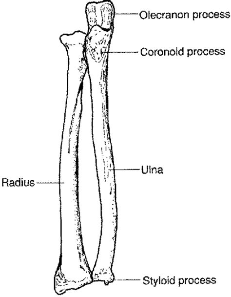Find the perfect radius bone stock illustrations from getty images. Ulna & Radius - My Skehliton
