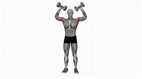 Dumbbell Scott Press Degrees Fitness Exercise Workout Animation Video Male Muscle Highlight