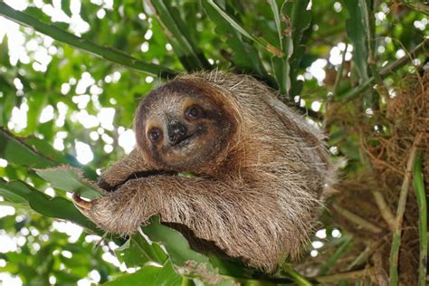 Animal Sex How Sloths Do It Live Science