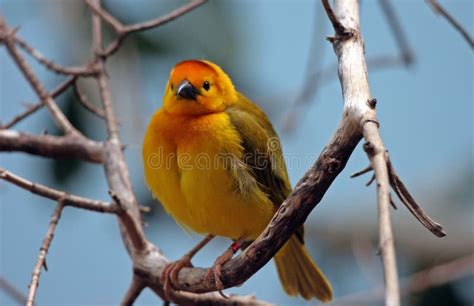 Cute Finch Stock Image Image Of Beak Avian Feathers 526323