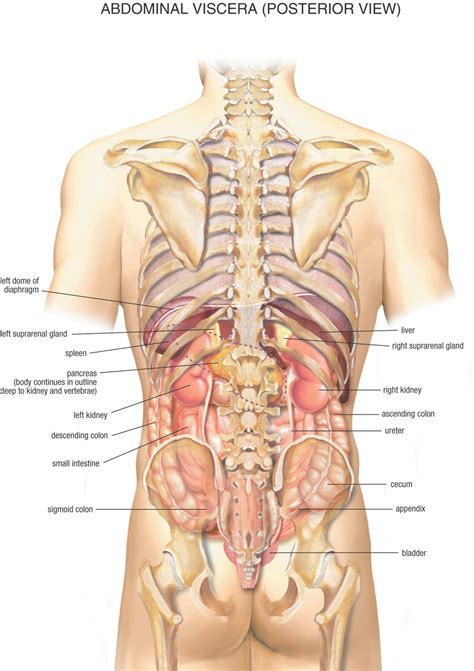 Check spelling or type a new query. Abdominal Anatomy : Human Anatomy The Abdomen By Acland S ...