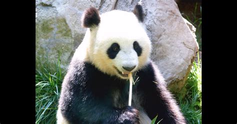 Caretakers Say Panda Faked Pregnancy For More Food