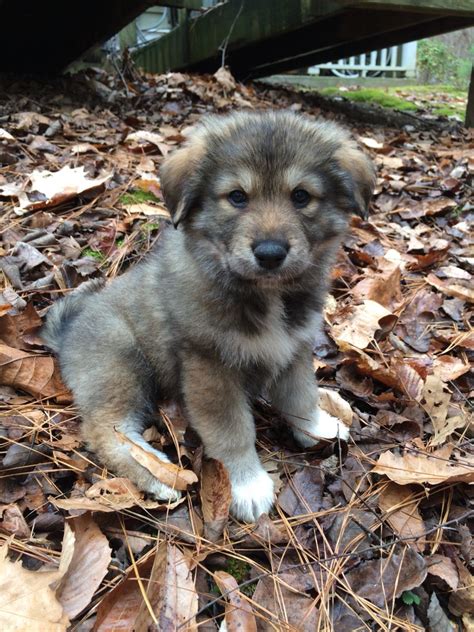 Great Pyrenees German Shepherd Husky Mix 2024