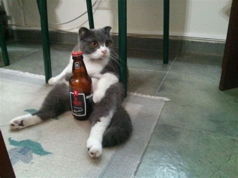 27 Cats That Have Mastered The Art Of Sitting Blazepress Cat Quotes