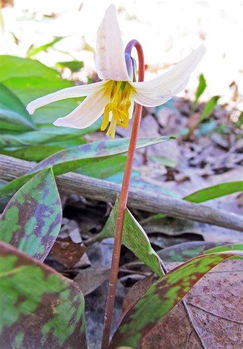 White Trout Lily Erythronium Albidum Photographed April 9 2017 At