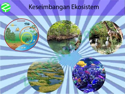 Ekosistem Pengertian Jenis Komponen Contoh Ekosistem