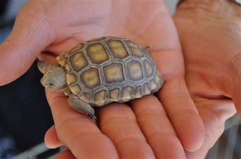 Isnt This Baby California Desert Tortoise Gopherus Agassizii