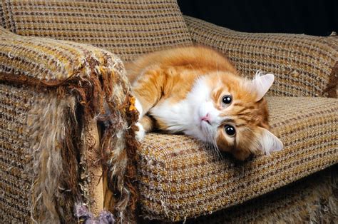 Use some repelling items such as vinegar and, lemon juice, etc. 4 Tips To Stop Your Cat Scratching the Furniture