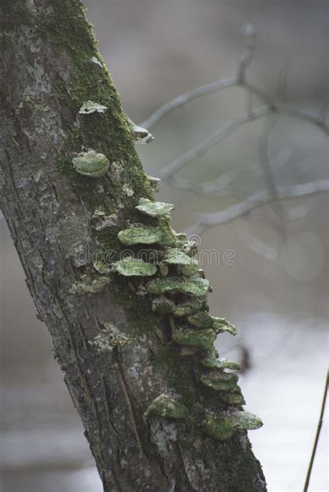 Green Fungus On The Tree Stock Photo Image Of Fungus 112696980