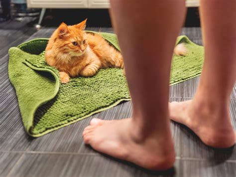 Why Do Cats Pee On Bathroom Rugs Reasons And Solutions