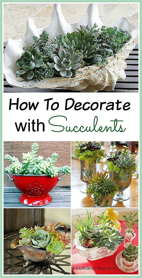10 Beautiful Ways To Decorate With Succulents Gardening Viral