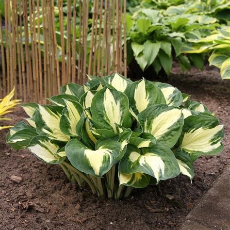 Hosta Pathfinder Buy Plantain Lily At Coolplants