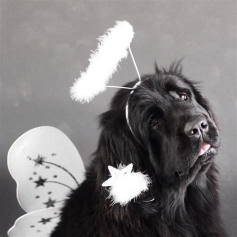 12 Newfies That Are Going To Get All Your Treats On Halloween Big Dog
