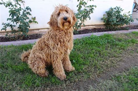 Labradoodle Dog Breed Information And Facts Pictures Pets Feed