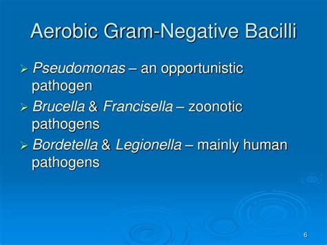 PPT The Gram Negative Bacilli Of Medical Importance PowerPoint Presentation ID