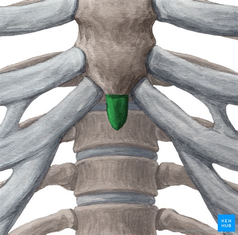 Xiphoid Process Pain Lump On The Sternum Structure
