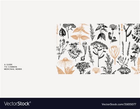 Vintage Medicinal Herbs Banner Design Wild Vector Image