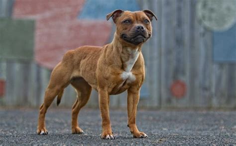 Staffordshire Bull Terrier Dog Breed Information And Images K9rl