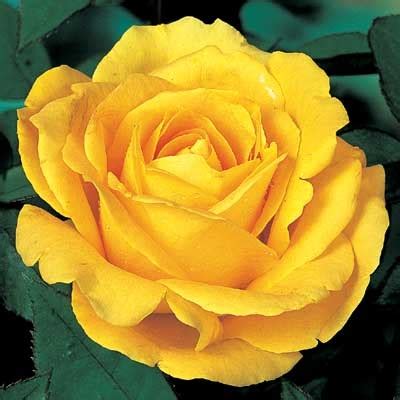 Gripped by a violent, terrifying illness, rose lives in seclusion with her husband, but the arrival of a stranger shatters the fragile refuge they have built. Yellow Rose - Direct Gardening